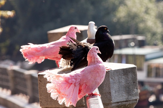 毛球的锻造 毛球的锻造