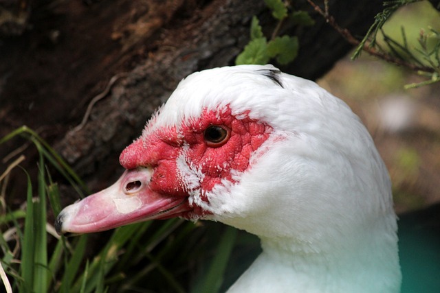 A的新历史 A的新历史